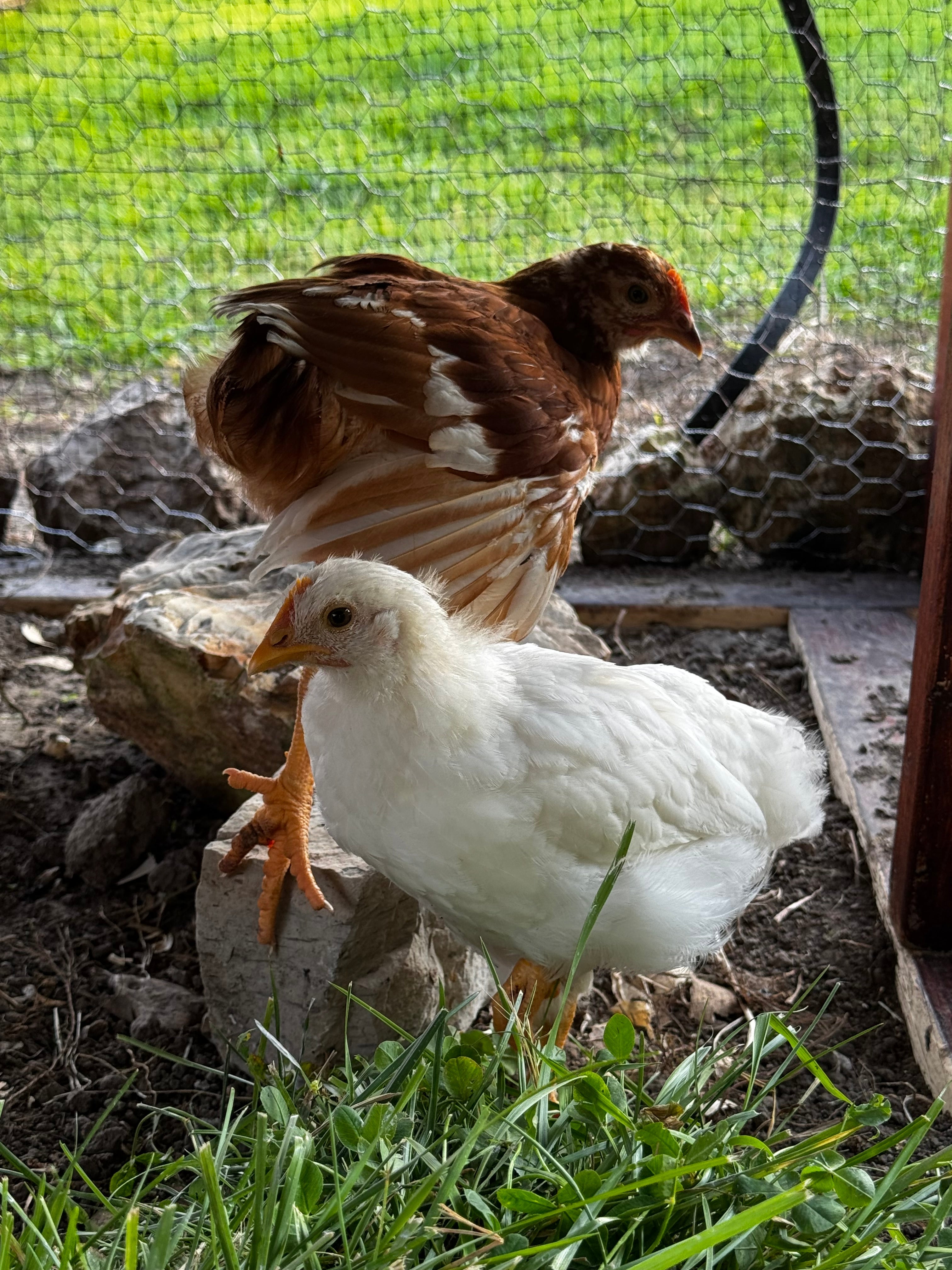 Keeping Chickens Safe, Healthy & Happy